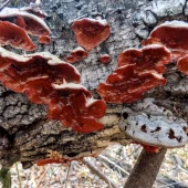 096e7e46d0519fb84e24c4d5d84bee96