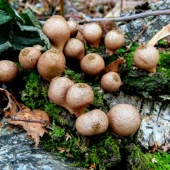 1d87c4999f9d52b0b7bbe9c95928286c