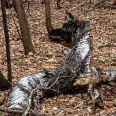 3d61f0b7ddde873914c151d8515dbf7c