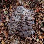 42ee5e20ac2cf176661231d99aead973