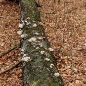 566fb4353460288c6931524727e20831