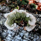 5d4ff6fe83ef5935f9db2e6bc78f7181