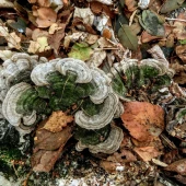 62a57f59a2b83a39c155023a6cec8dae