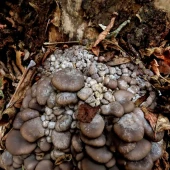 6b5a5164375c2a516b170d6744972600