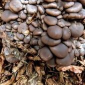 a11594a37f1e1d878fe00ef316d2d739