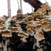 a84160138434620dd0a7e5fc69f99c61