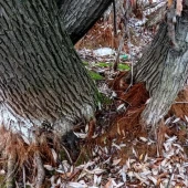 12750ace394c3d3184883ea634ec51fd