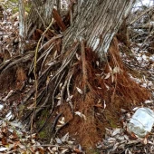 cc276d71339a0f7148b78bdfb30a7c36