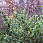 6c1f61af101faefd96c0a9676d832a01