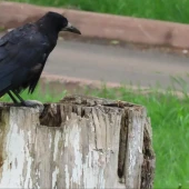 0db02b9cf0bcfac7e527fe2b0d880eaf