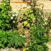 47fd9730f88fd3f3bd227dfd28bb8f00