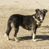 6c9e565ba119e023fb708439f5f1557a