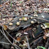 afa3ff739470ddf09f5bec011ae33327