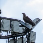 1a5493fb490eae0cc2dd1ca509052f91