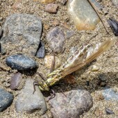 4b4ff5bf2c63383e23dff180ccaca9ea