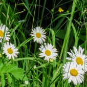 52da011abeb7daadb459026c3e39520b