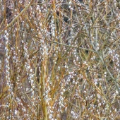 6321f845e85a28d42a1e597d8dc9b151