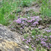 e02f2b52569541addacf0648b85750c4