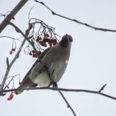 b99dd37841a925e1ed74cb9b54bbbdc0