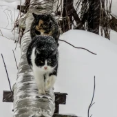 161c47471e3e6fa9d6bacb4574ccf23c