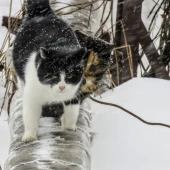 1bd776fc91d9cab16bbe934bfdde6918