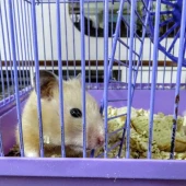 392ad0b5bc9a6fb54547fd94691e0abc