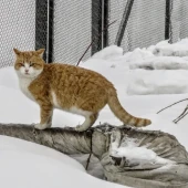 5475ae5813e63c8d8cf4850537c0067e