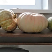 5bdbca4d4d626d034d7c3a2bf31e4851