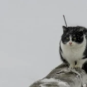 94fd2bb507e6eaeedc23ba887f310b55