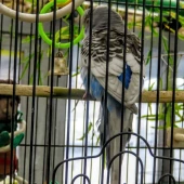 c6338d05f0b8056b4e3273fea7cc51a0