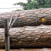 de0a0e50a65e9b715313684a28578701