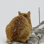 e0079c10239a1c18b58806d2504b69a3