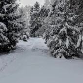 463fcb0555d39535f2898def085a5f00