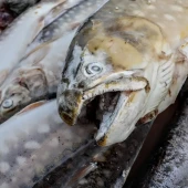 8b5ef4fcf4f0ca878b59a10531f05aca