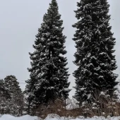 98f94c963218ffa636861b2c659215de