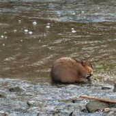 5682318363a969dbb4b5a8e735de075d