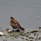 79eab11087a31b7362bcf41710ec0737