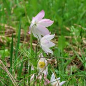 4ed2176455536469302066a05c678240