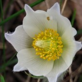 9493094badc3922038a2255c2ddd41b7