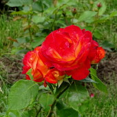 4a25deee6d1f7135f7c24274d4941058