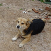 1d7c4a264f781b150d8877a42204c603