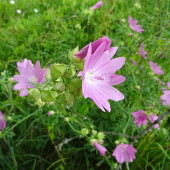 3524b129894b2774384dcbe0f7b7ab05