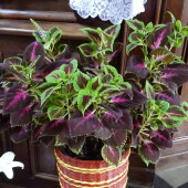 35e061fdc425c9fcc4f2e4c9f04fcf7b