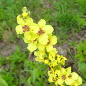 5ec6a3c5c03e3c368497965595c96424