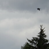 c23d404b161d162446b9006d2c31a911