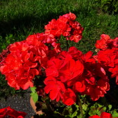 9dc70029baa4d117f7398b761a1a9160