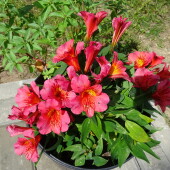 a576f7a24f127caf76d9803829e6596a