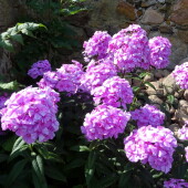 e2746de59deafacbb896bcc41896a92c