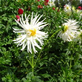 120732dc278a0c02c44dd22beb3fe0f9