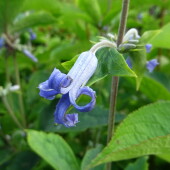 19a4218febfae420c0ceffd8ffe4eeaf